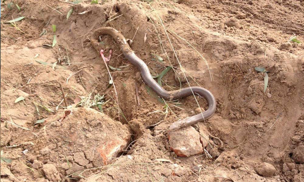 The brown snake (Pseudonaja textilis) was killed by a machinery in central Queensland.