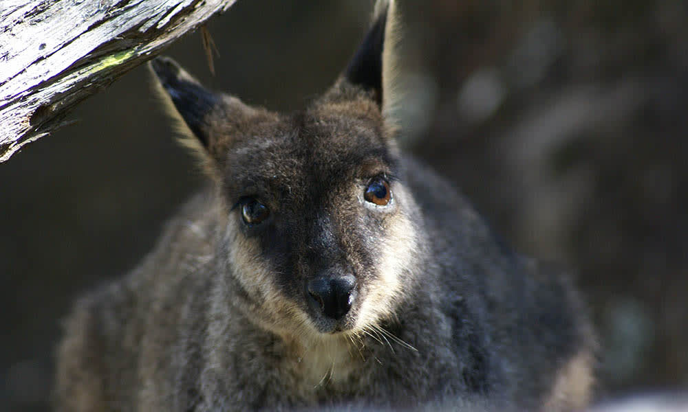 Brush-tailed rock-wallaby