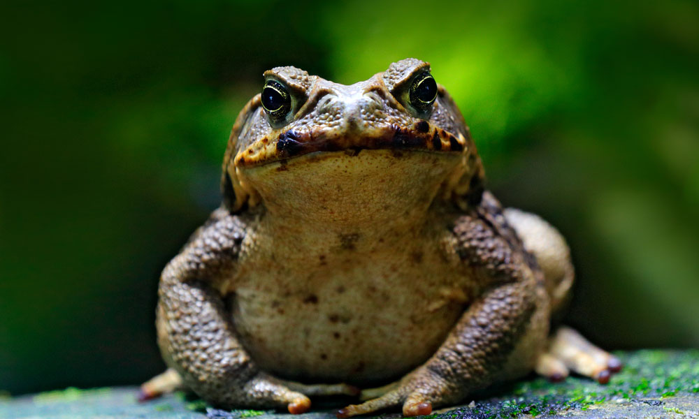 Cane toad Bufo marinus (Rhinella marina)
