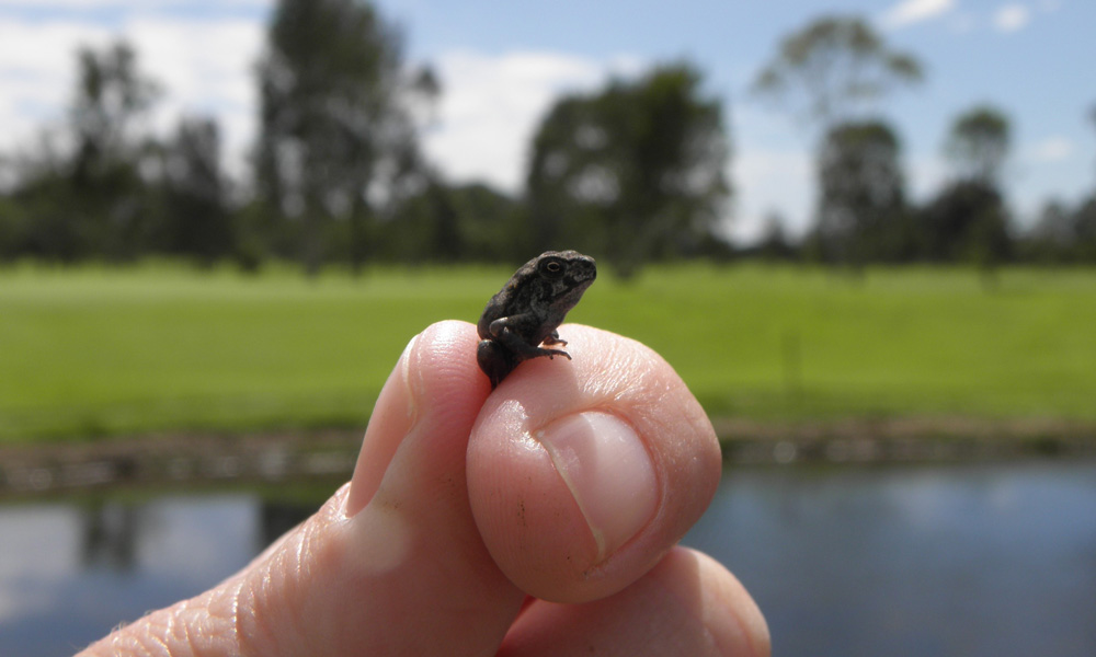A tiny cane toad metamorph in hand