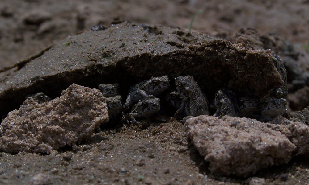 A knot of cane toad metamorphs