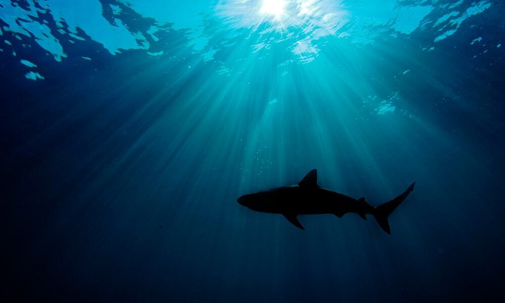 Caribbean reef shark (Carcharhinus perezi) silhouetted against the sun= Atlantic Ocean