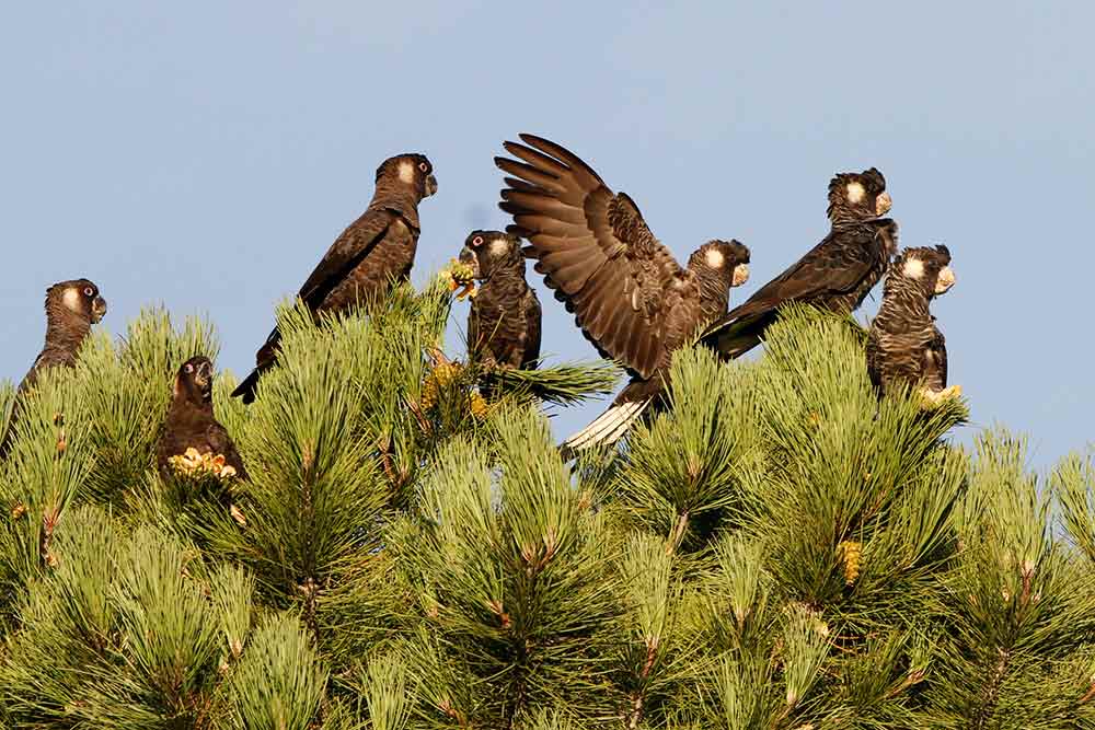 img-carnabys-black-cockatoo-group-in-tree-1000x667
