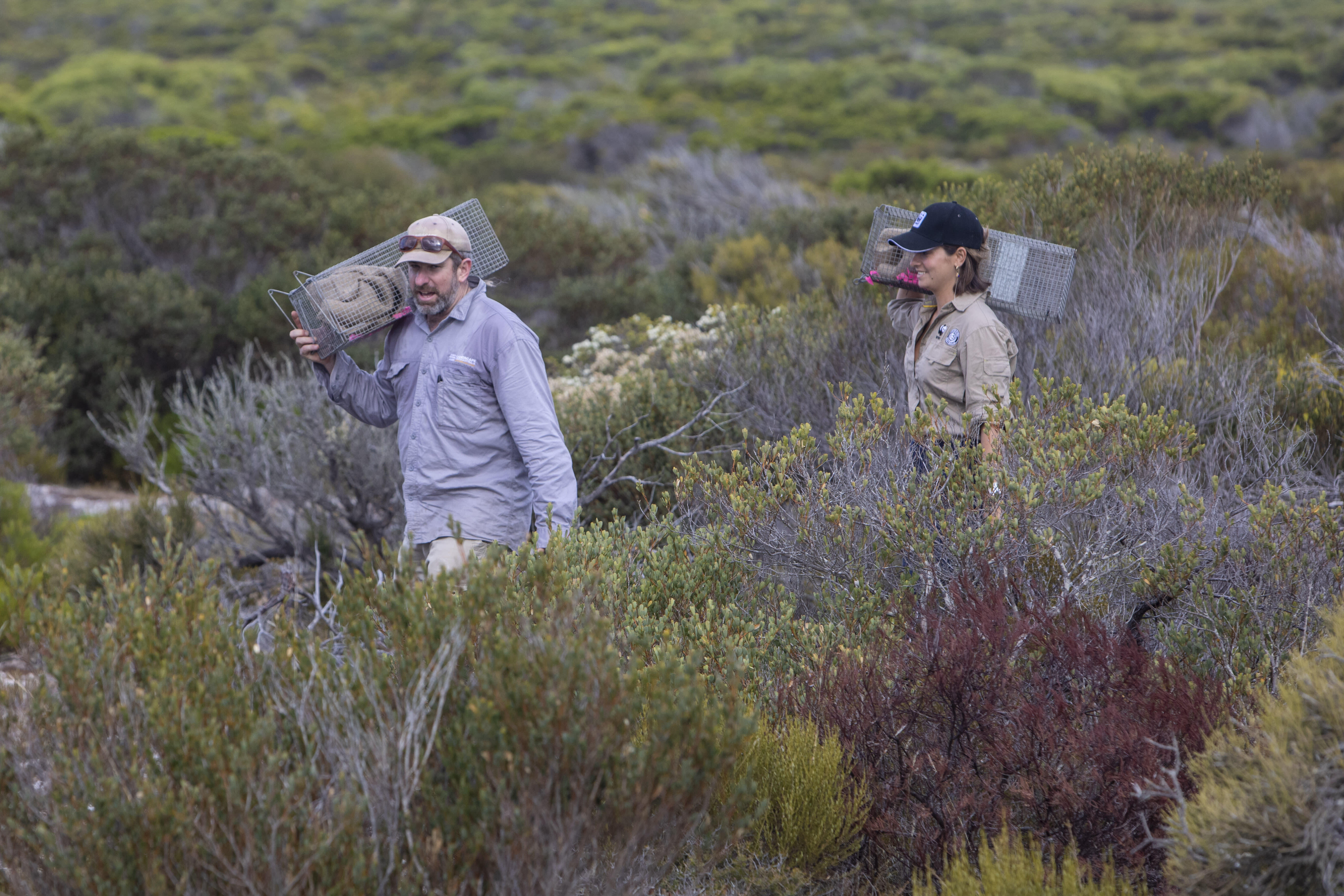 Carrying traps to monitor brush-tailed bettongs in Dhilba Guuranda-Innes National Park