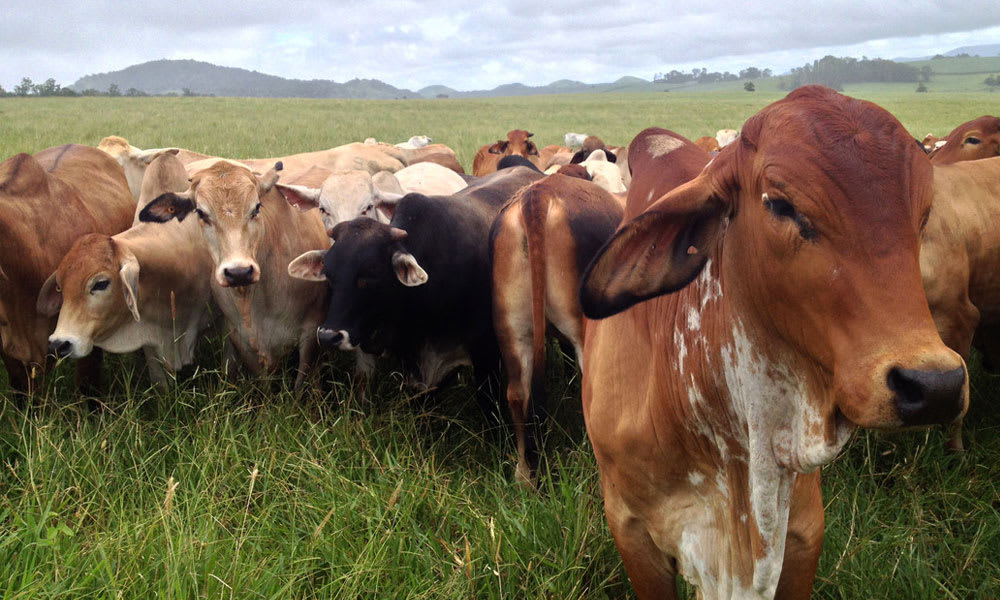 Cattle in Cairns, Australia