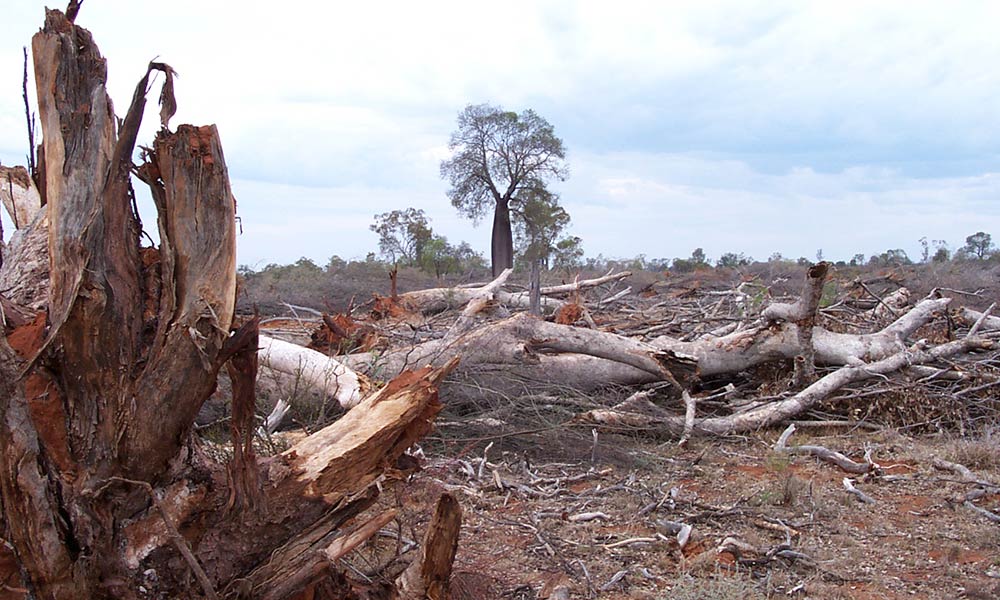 Chained poplar box tree= Augathella= Queensland