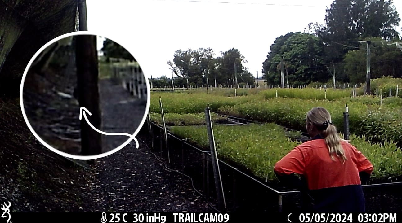 Astonished Eastern Forest Nursery workers watch Claude. He climbed up shade cloth to the left and then down a pole into the nursery.