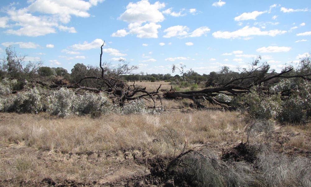 Clearing of woodlands in northwest New South Wales