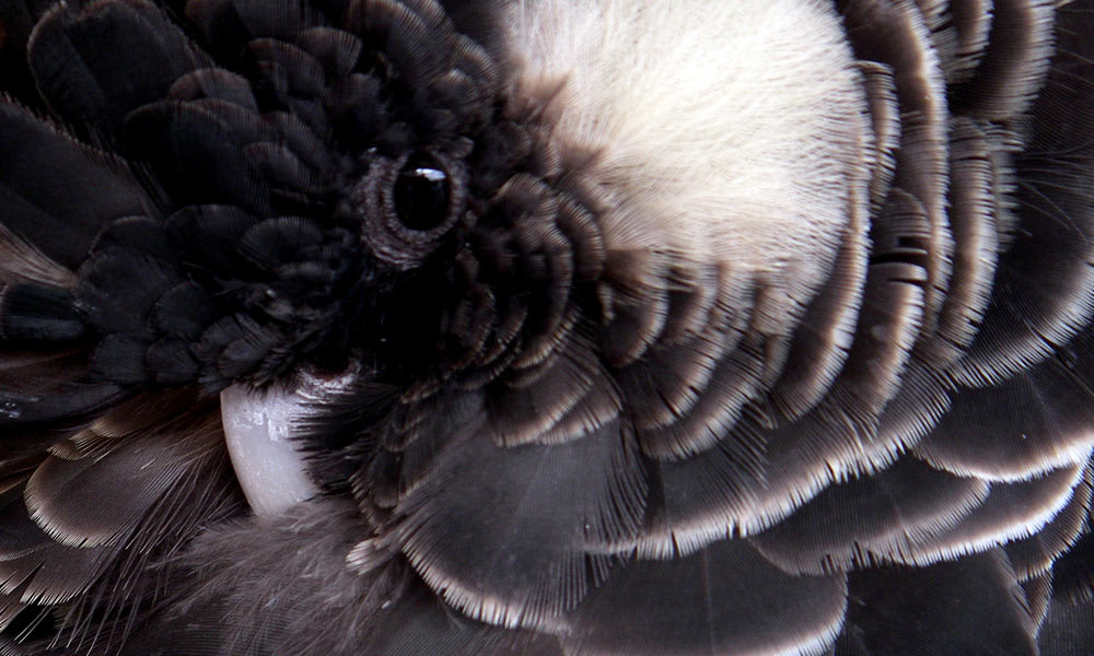 Carnaby's black cockatoo close-up (Harmony)