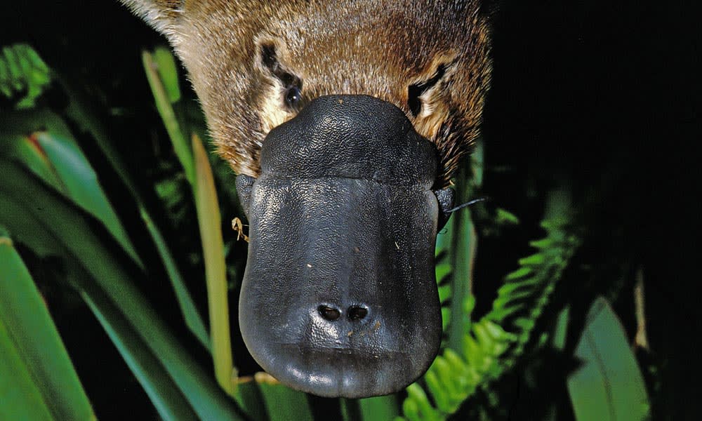 Close up of a platypus (Ornithorhynchus anatinus) bill