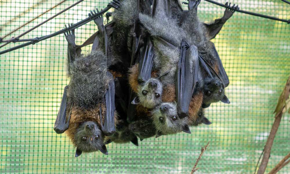Orphaned baby flying foxes in the care of Dr Anne Fowler in Adelaide