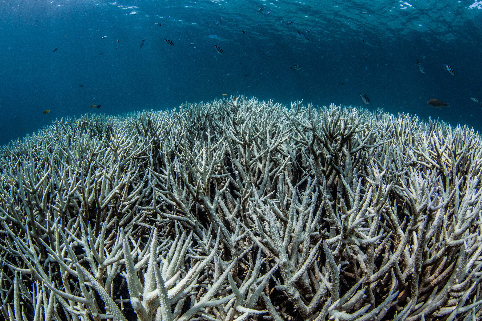 img-coral-bleaching-GBR3