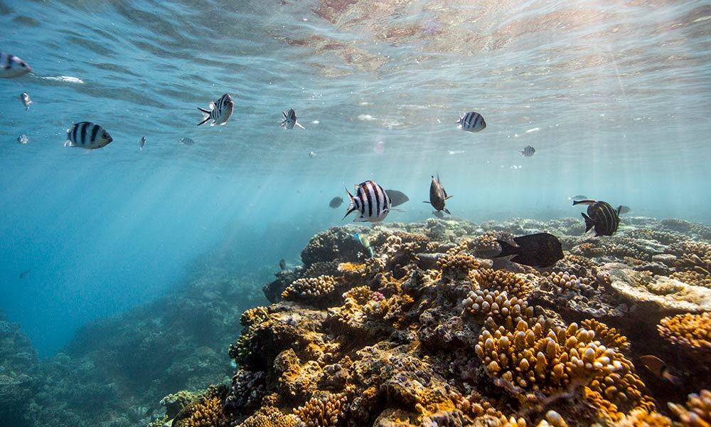 Reef crest dominated by robust branching corals and coralline algae= Great Barrief Reef