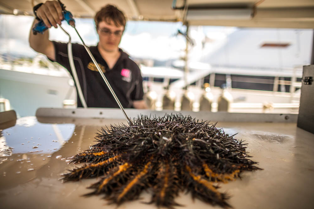 Worker injects a crown of thorns starfish (Acanthaster planci) in Cairns= Australia