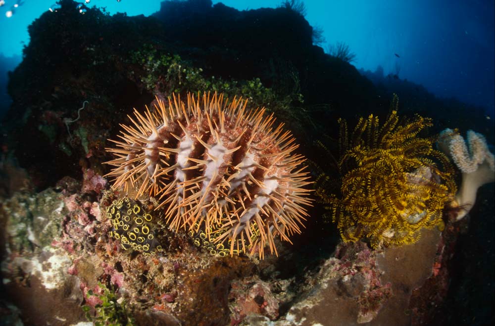 Crown of thorns starfish (Acanthaster planci)= Great Barrier Reef Marine Park