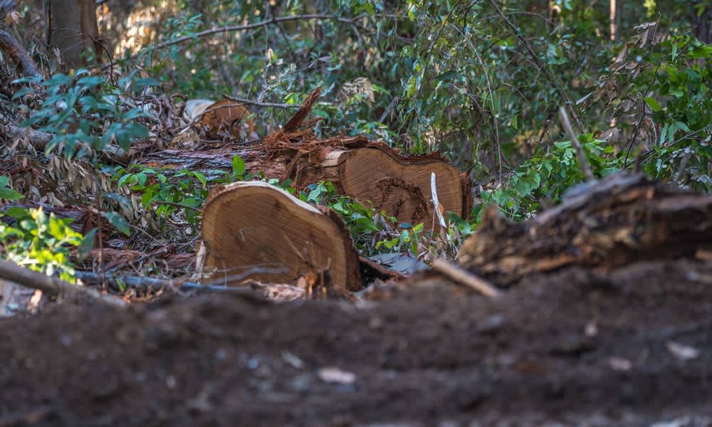 Forestry logging in NSW