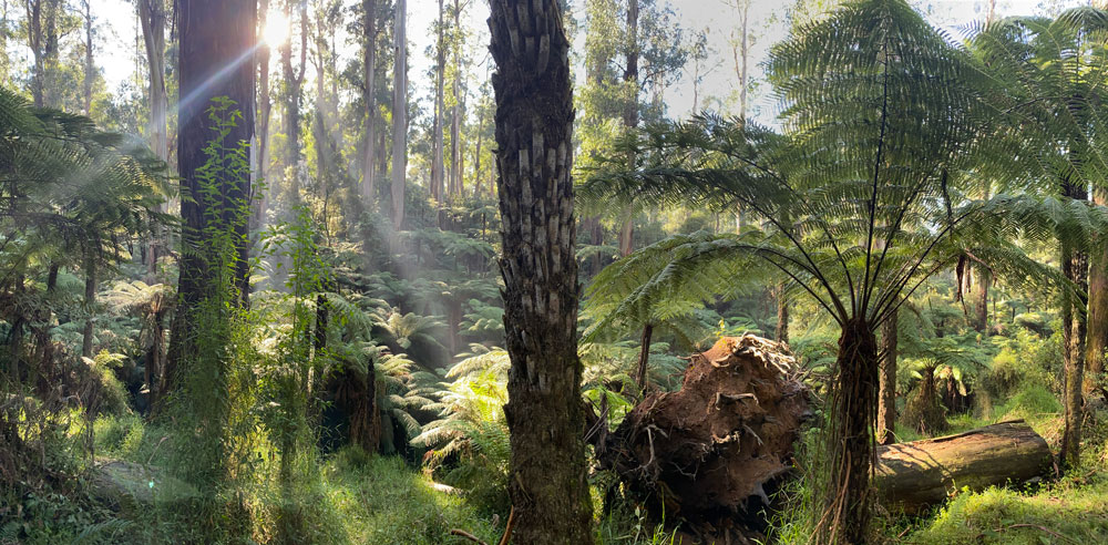 Dandenong Forest