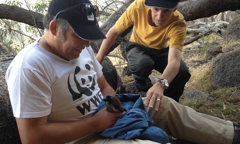 Darren Grover holding a black-flanked rock-wallaby= Wheatbelt= Western Australia
