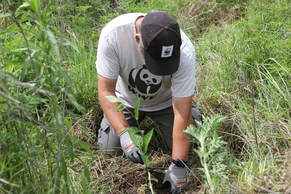 img-darren-grover-wwf-tree-planting
