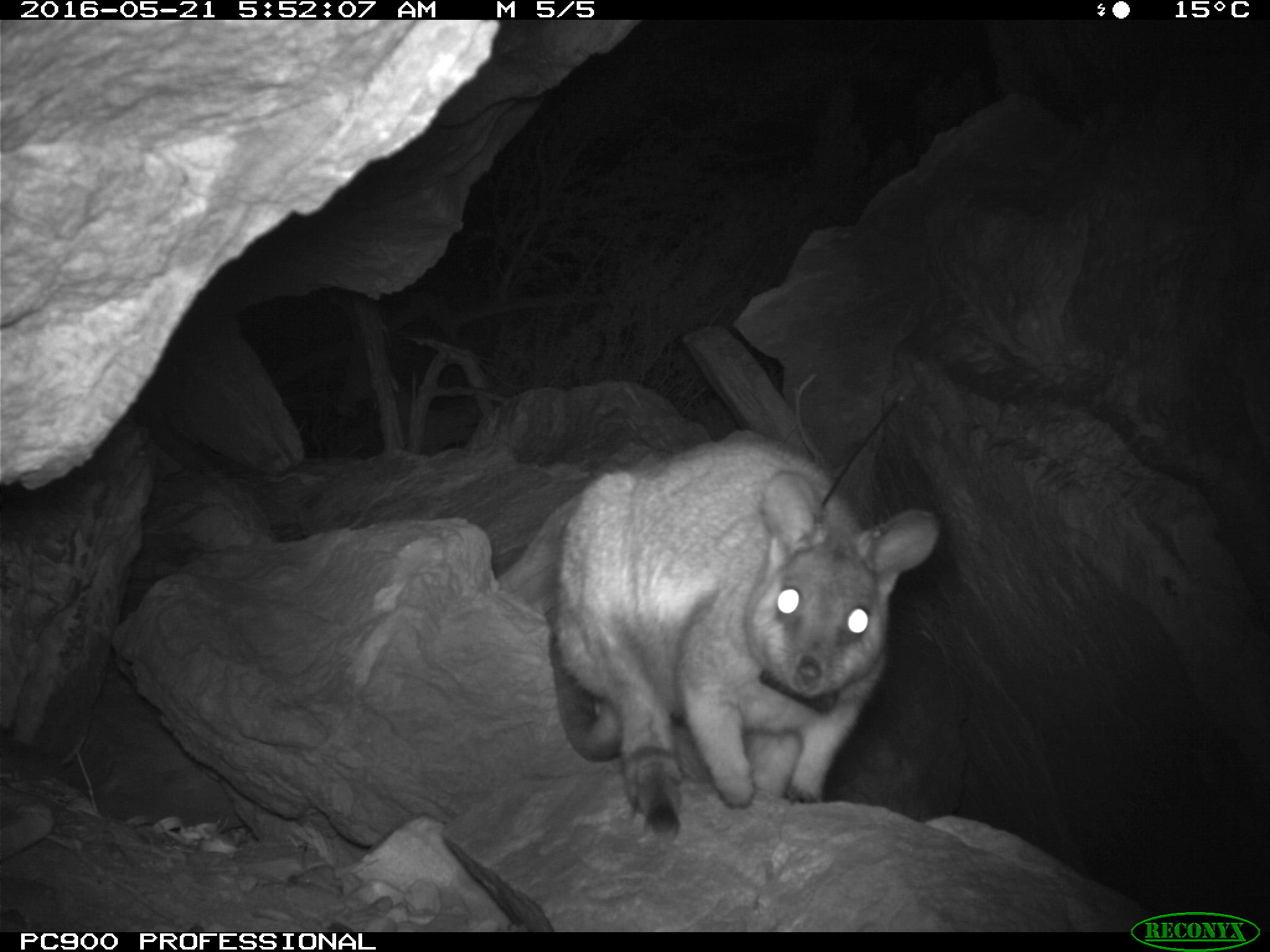 Black-flanked rock-wallaby caught on sensor camera, Kalbarri National Park