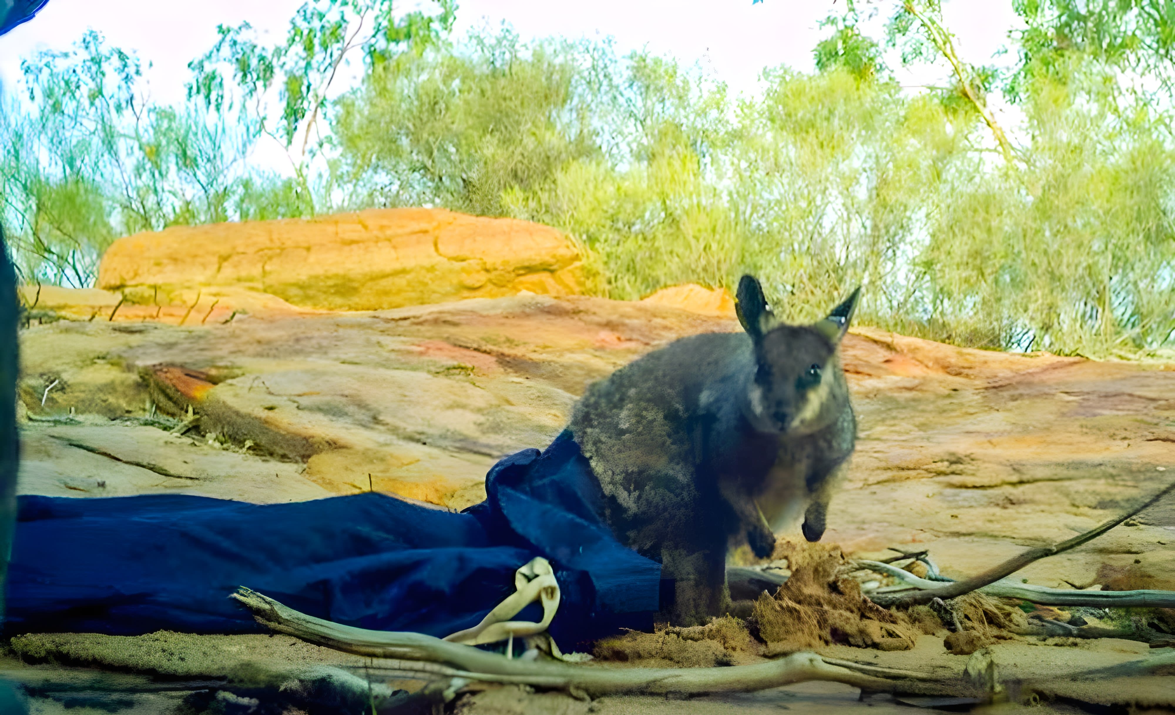 Black-flanked rock-wallabies were thought to be extinct from the area for 20 years, until a small population was sighted in 2015.
