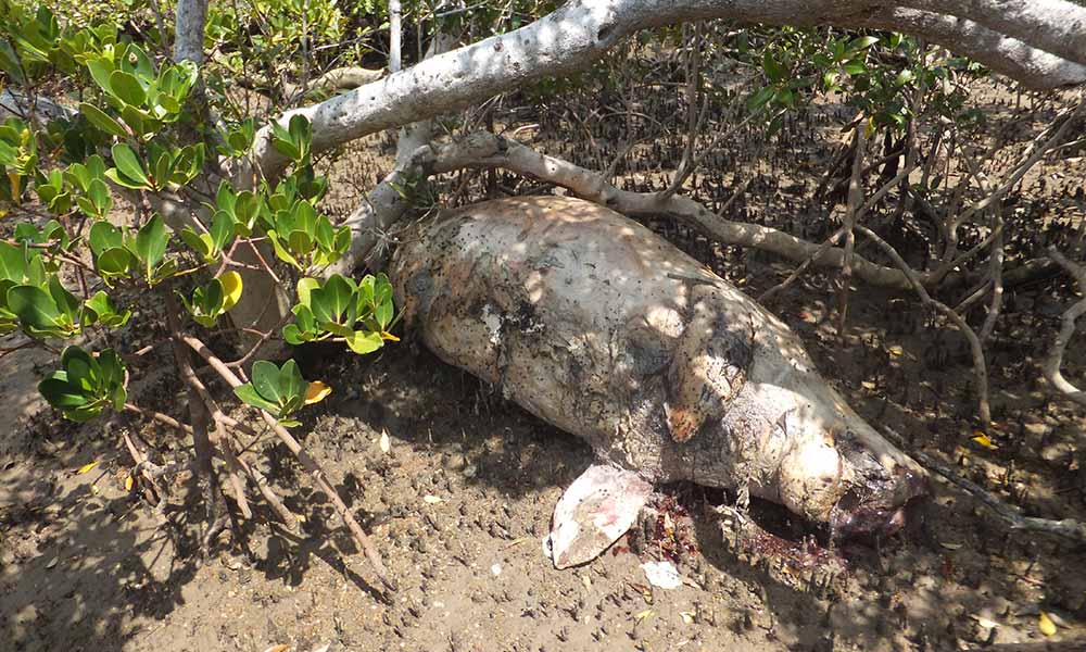 Dead dugong= Hervey Bay= 25 September 2016