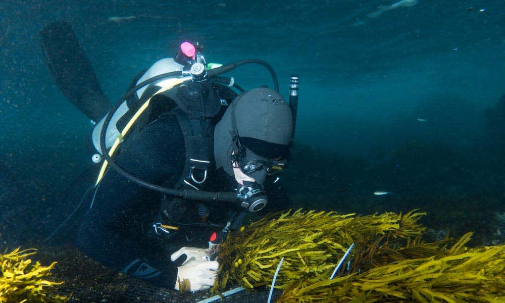 A diver replants crayweed off North Bondi in 2017. John Turnbull, Flickr, CC BY