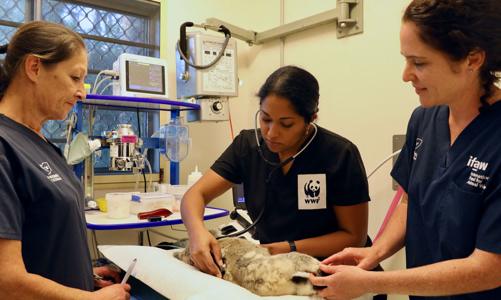 Dr Prishani Vengetas tending to a flood-impacted koala at Friends of the Koala