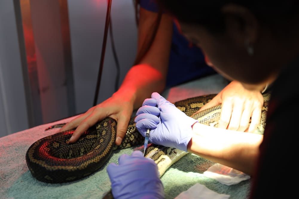 Dr Prishani Vengetas at Byron Bay Wildlife Hospital attending to snake
