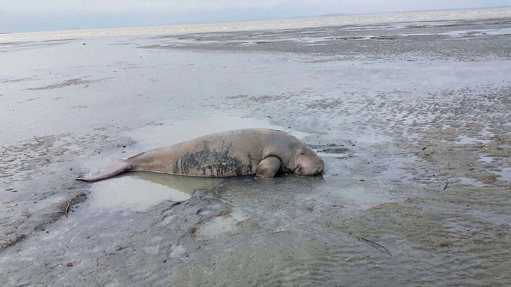 Dugong caught in gill net near Mackay, Queensland, April 2018
