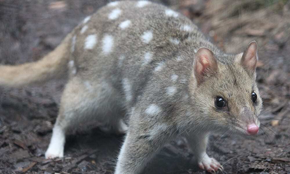 Eastern quoll at the Devils@Cradle conservation facility, Cradle Mountain, Tasmania