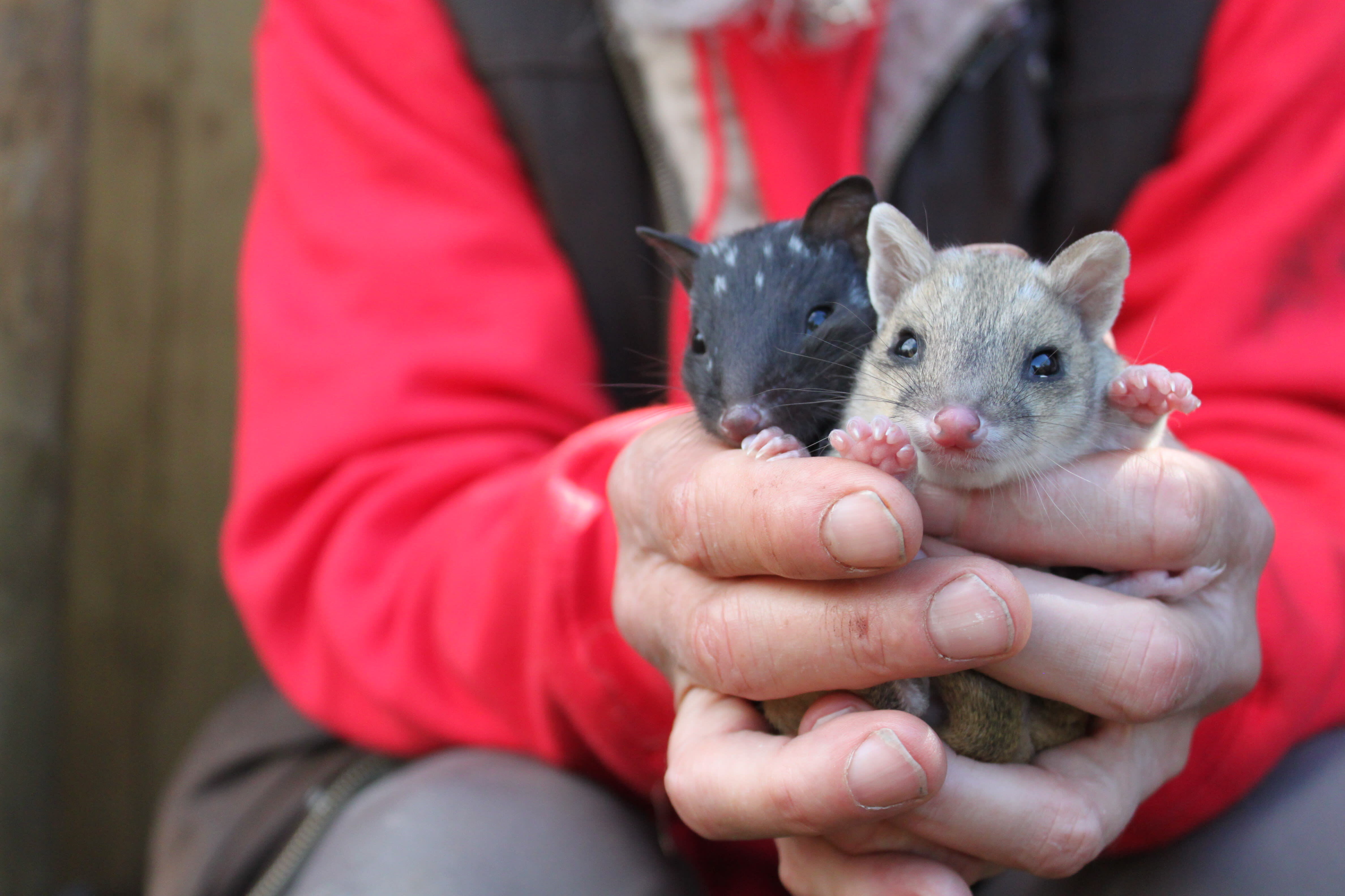 Two eastern quoll joeys at Trowunna Wildlife Park= Tasmania