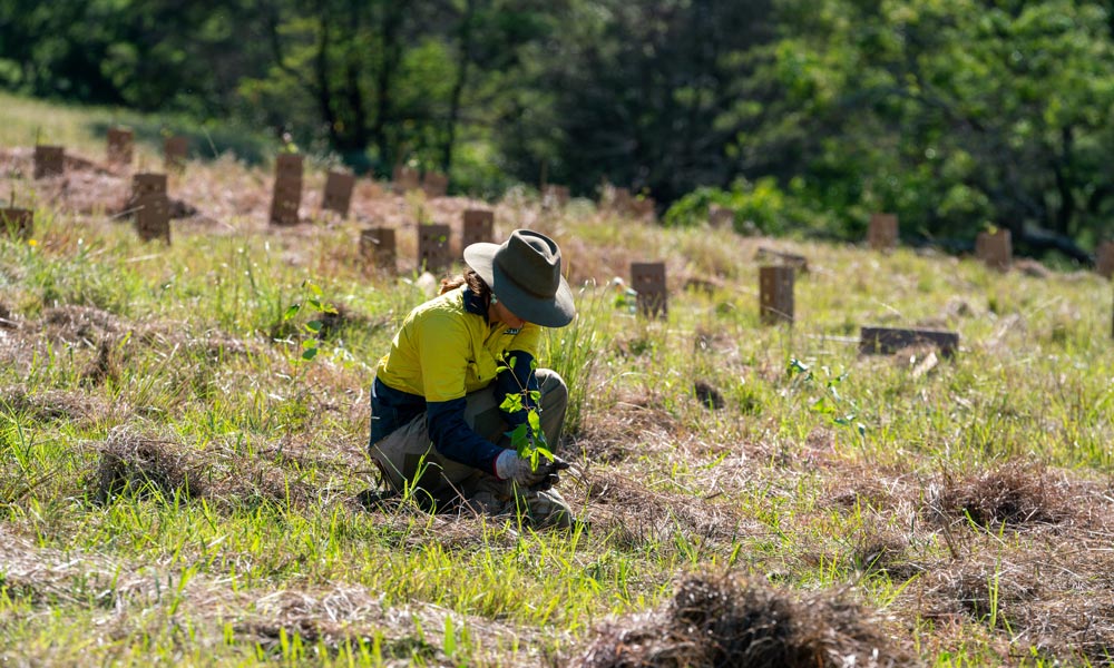 Sally Kennedy from EcoCrews plants a tree for Cores= Corridors and Koalas project