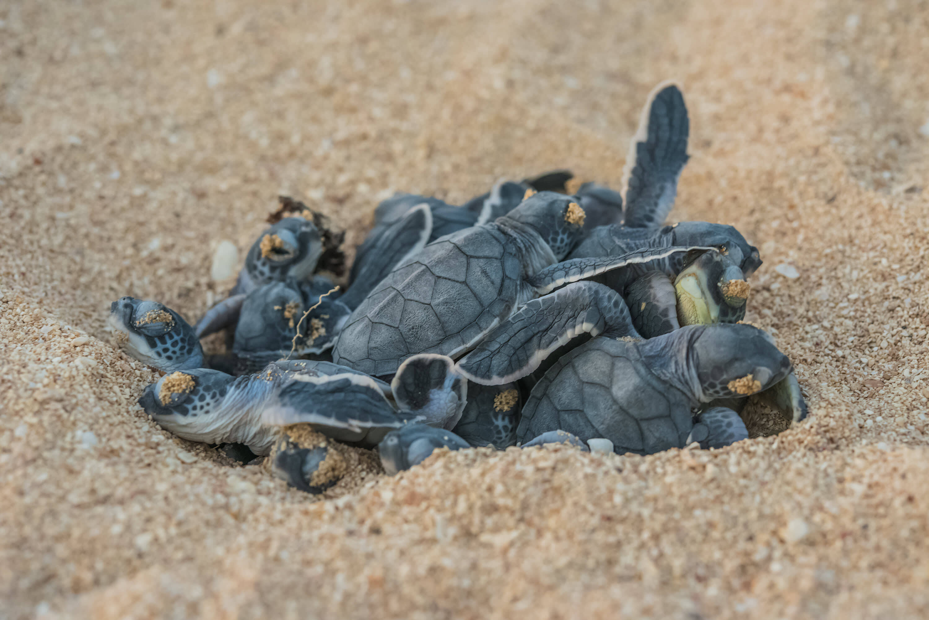 img-emerging-green-turtle-hatchlings