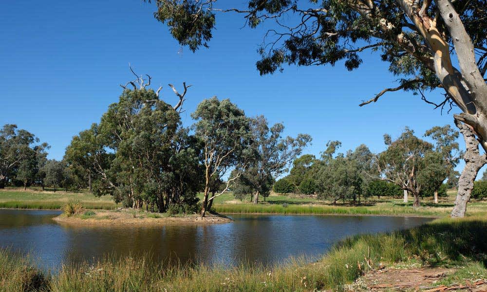 Vegetation and birds flourish after stock exclusion at a farm dam near Yass, NSW. Suzannah Macbeth, Sustainable Farms, Author provided