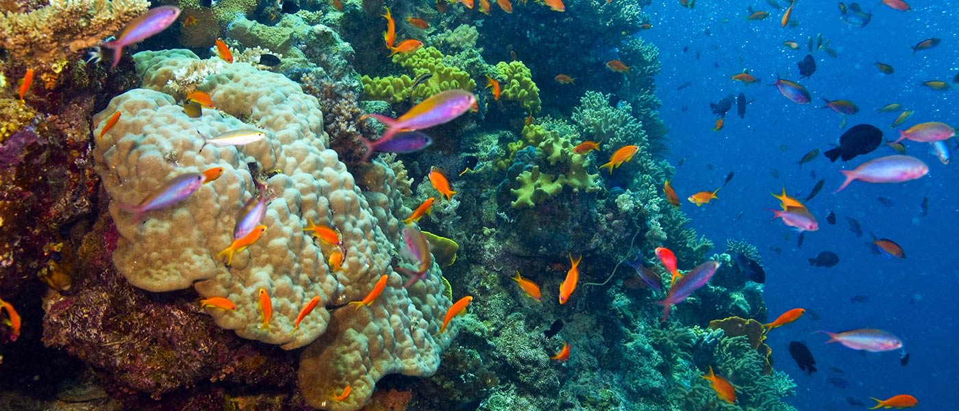 Fish and coral in the Great Barrier Reef= Australia