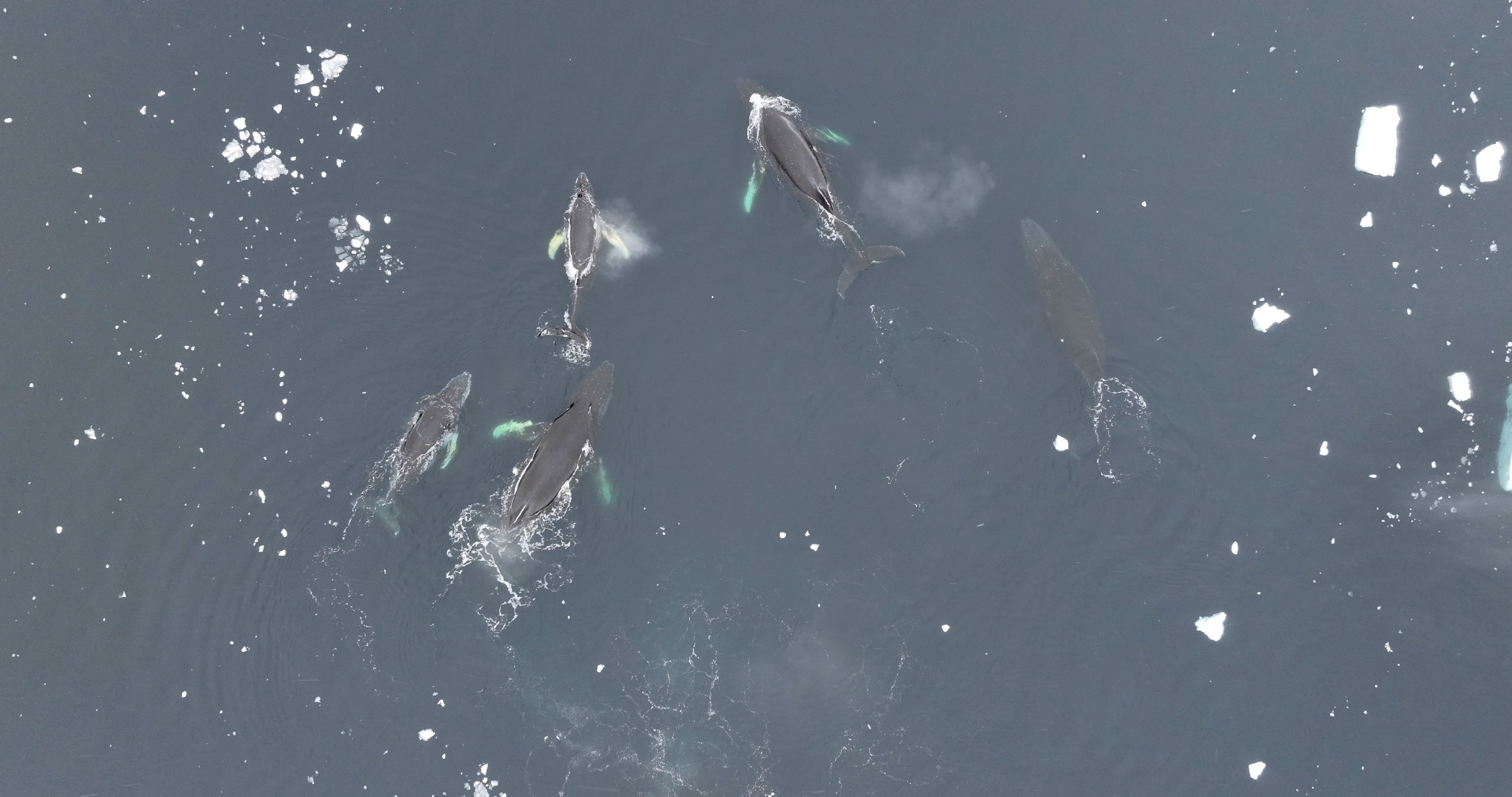 As seen from above, five humpback whales of varying sizes swim towards the top of the frame. They are dark grey with white, splotchy flippers. There are chunks of ice floating in the dark blue water.