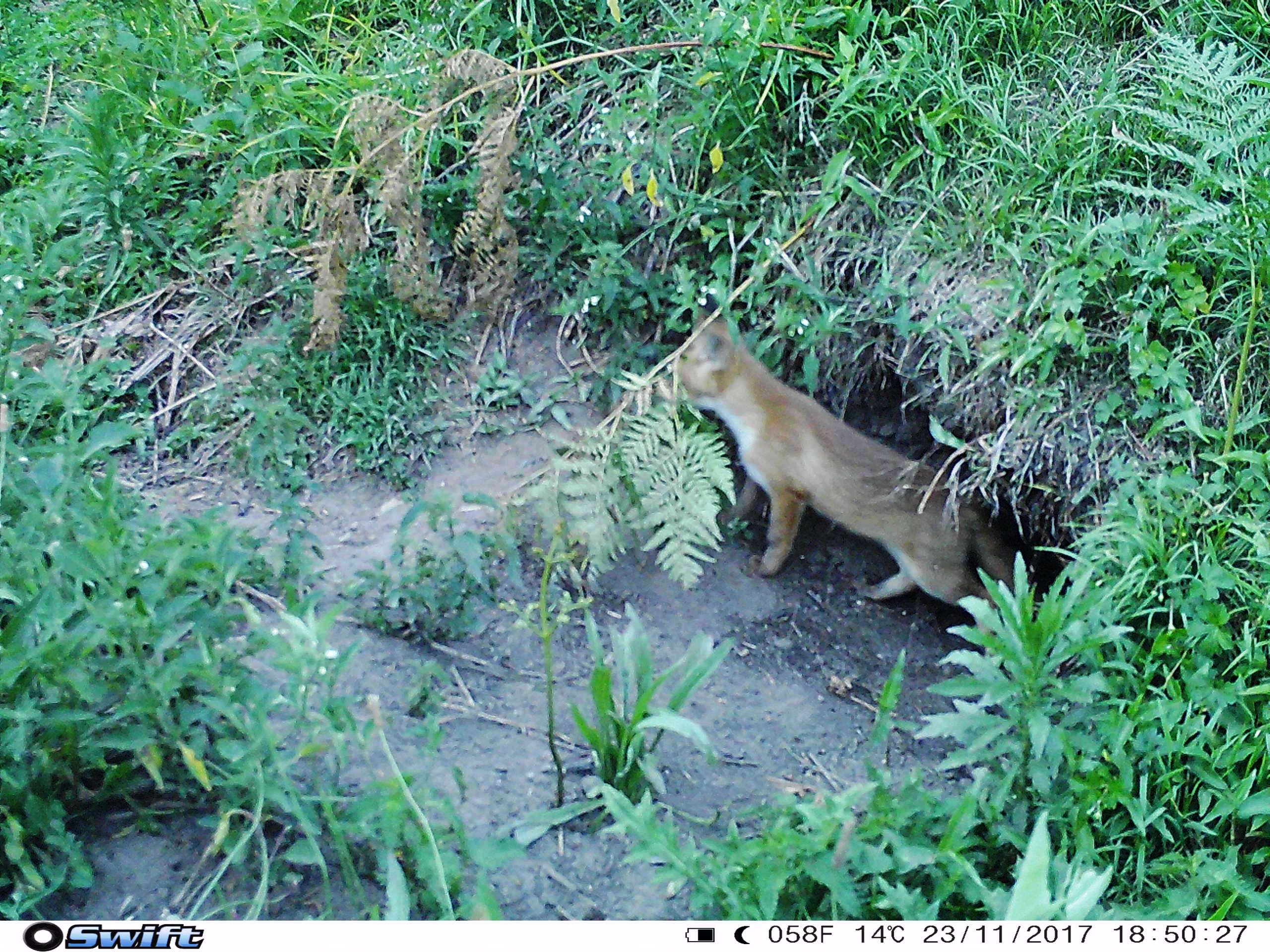 img-fox-burrow1