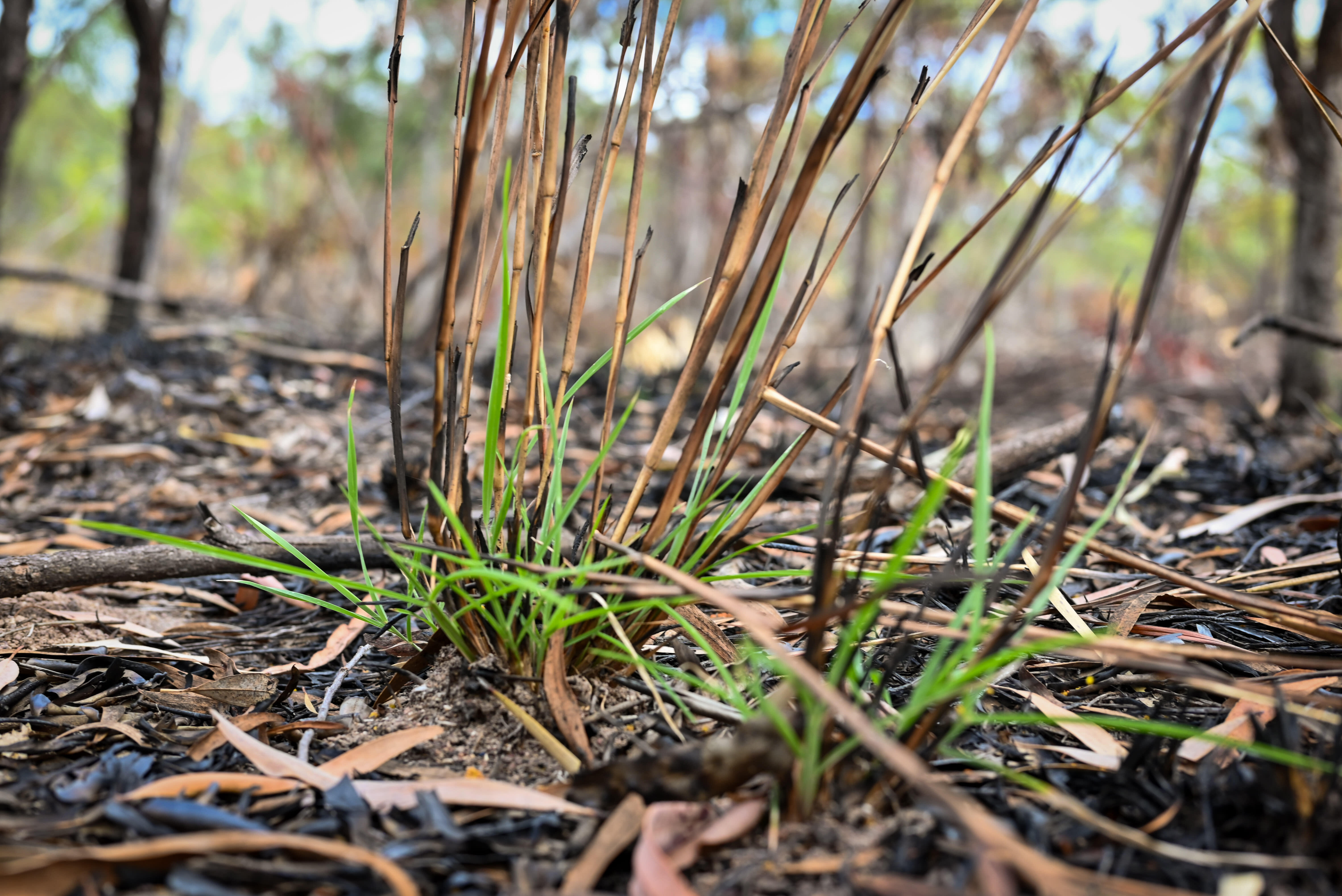 Fresh grass after a cultural burn on Jervoise Station