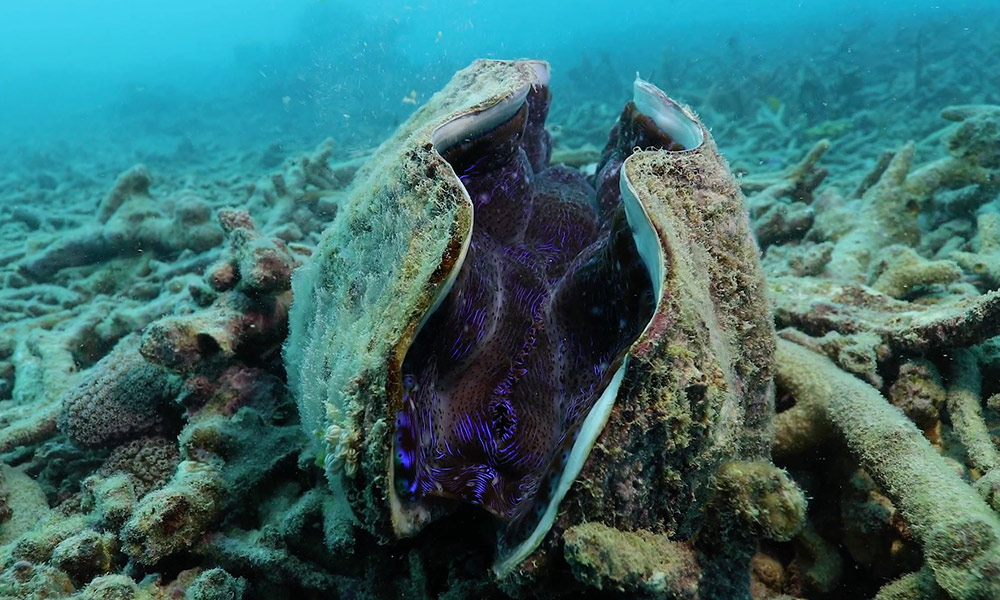 A giant clam in damaged coral on Bait Reef= in the Great Barrier Reef