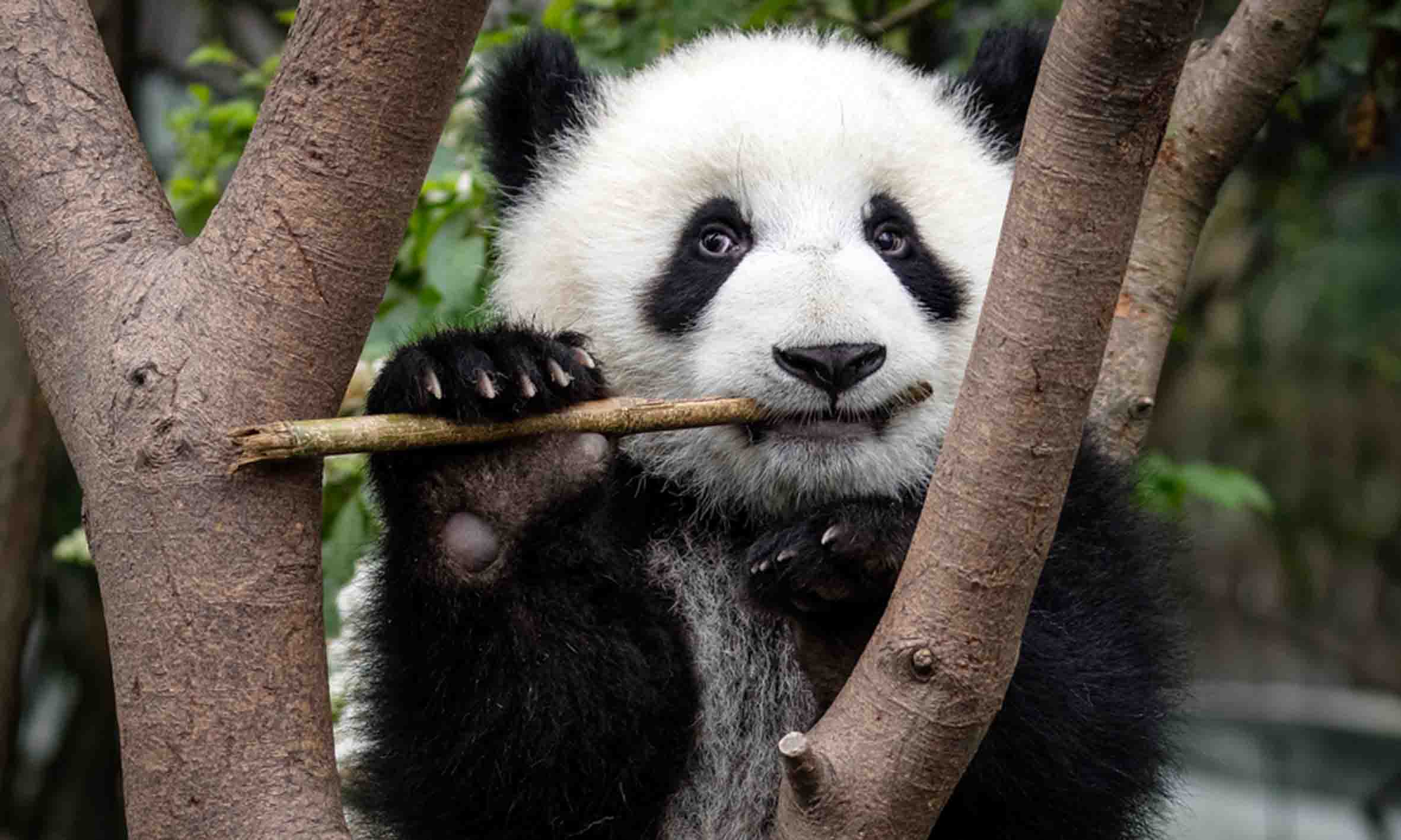 Giant panda (Ailuropoda melanoleuca) eating at the Chengdu Research Base of Giant Panda Breeding