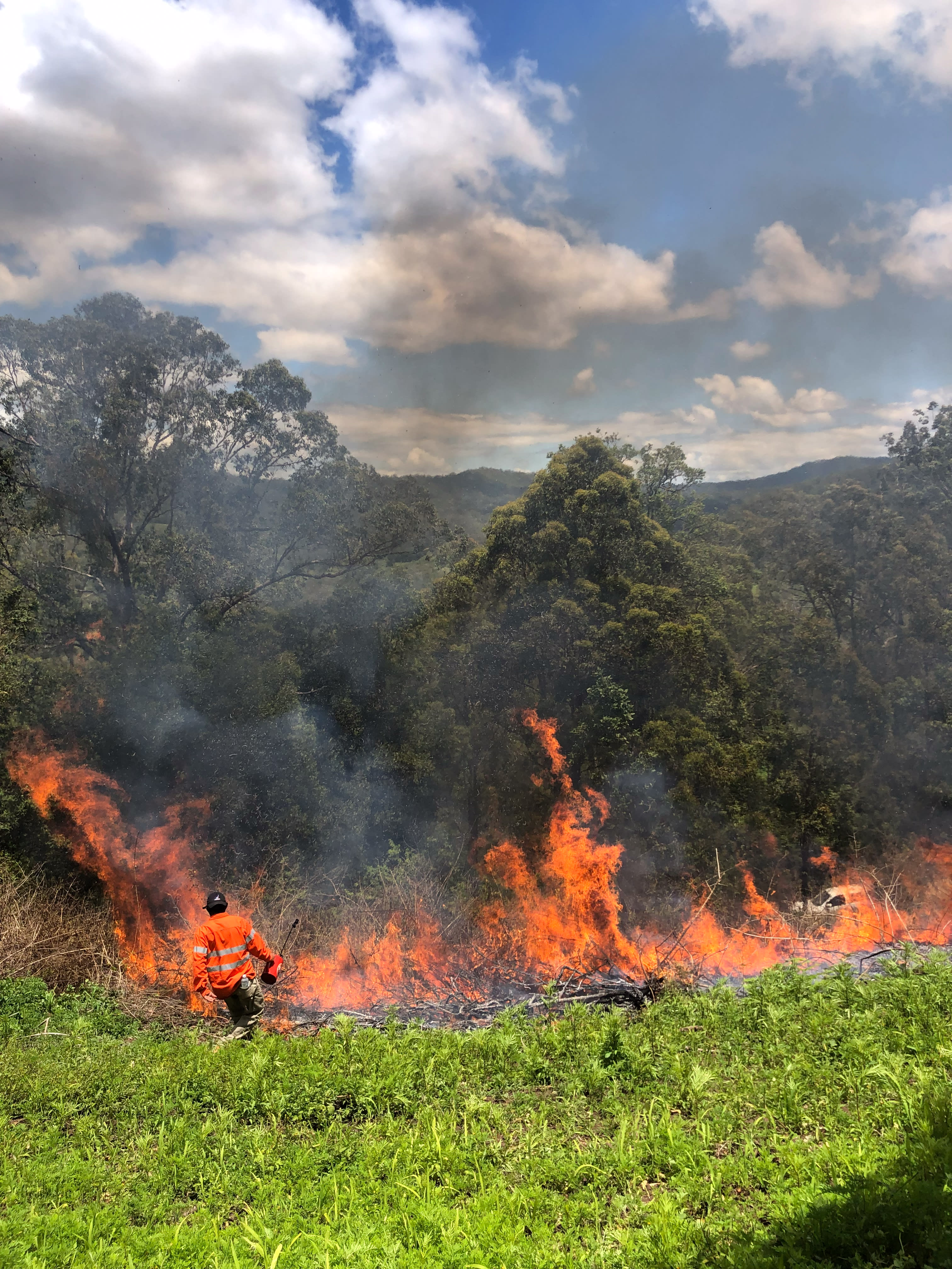 Githabul Rangers conducting Cultural Burn on Githabul Country