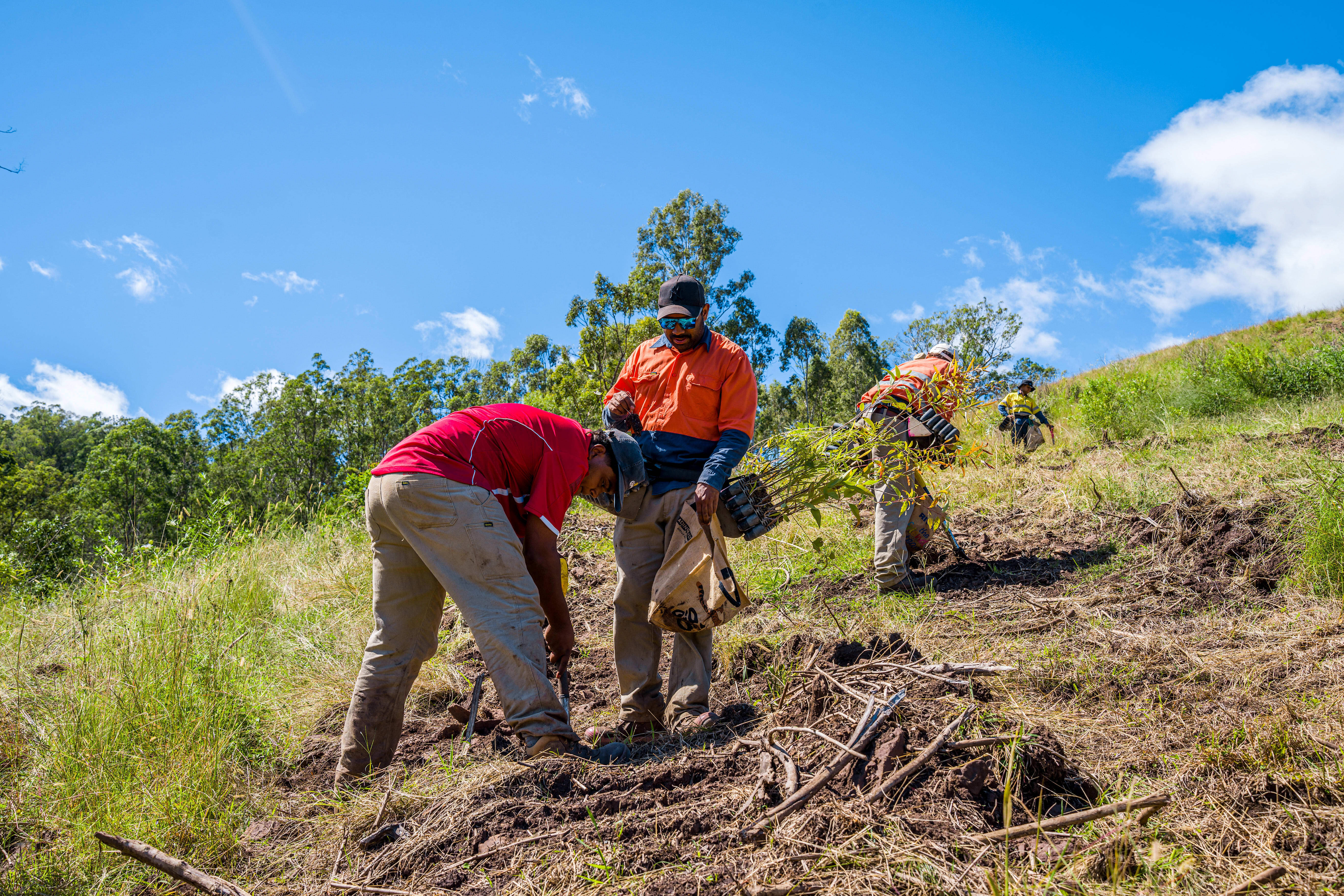 Githabul Rangers Planting Trees after a Cultural burn
