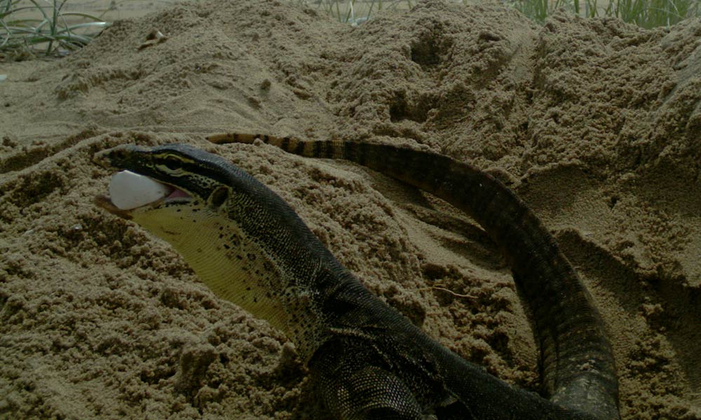 Goanna caught eating loggerhead turtle egg on sensor camera at Wreck Rock beach= just south of Agnes Waters= January 2015