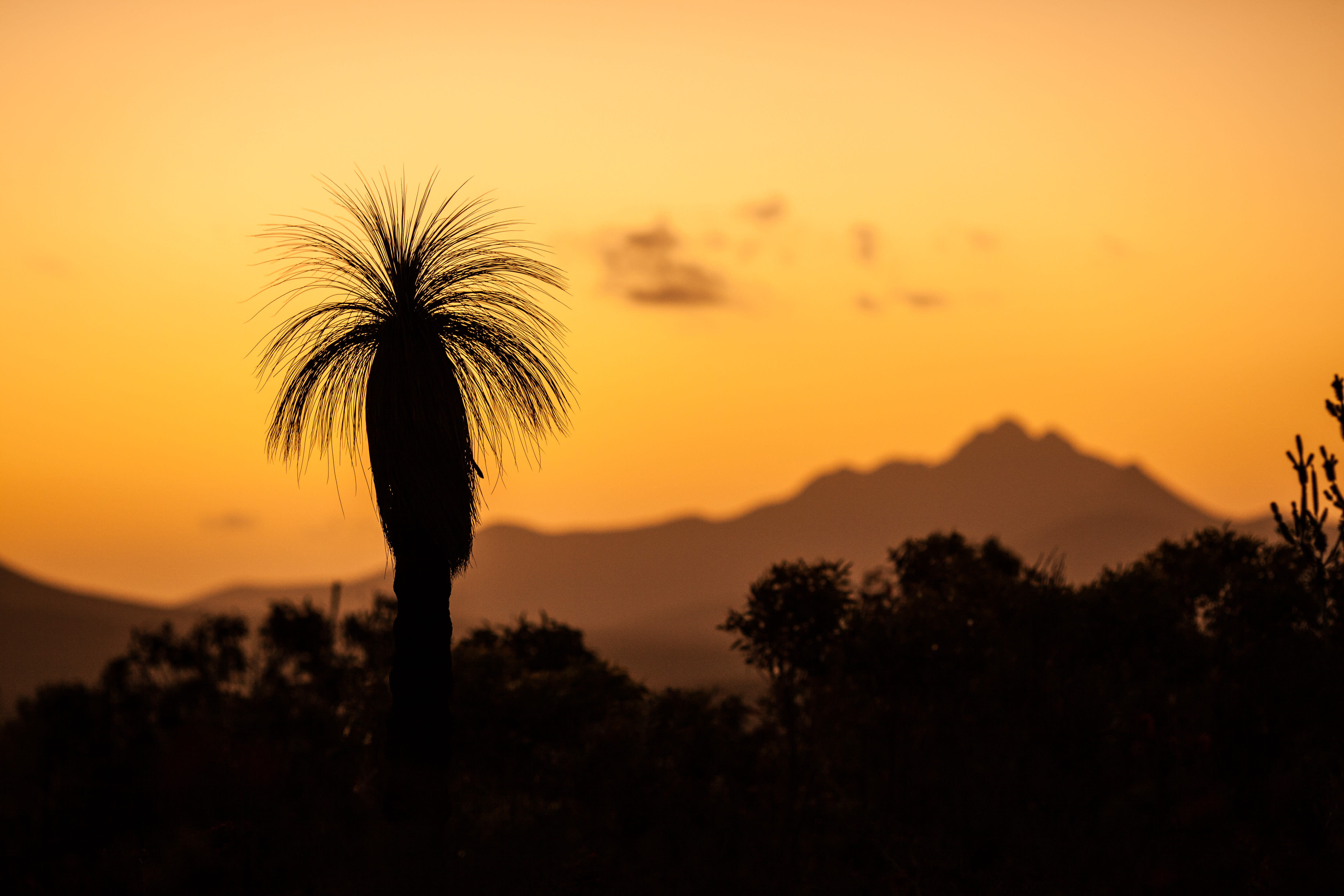 img-grass-tree-at-sunset