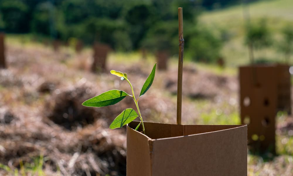 Tree planting for Cores, Corridors, and Koalas project