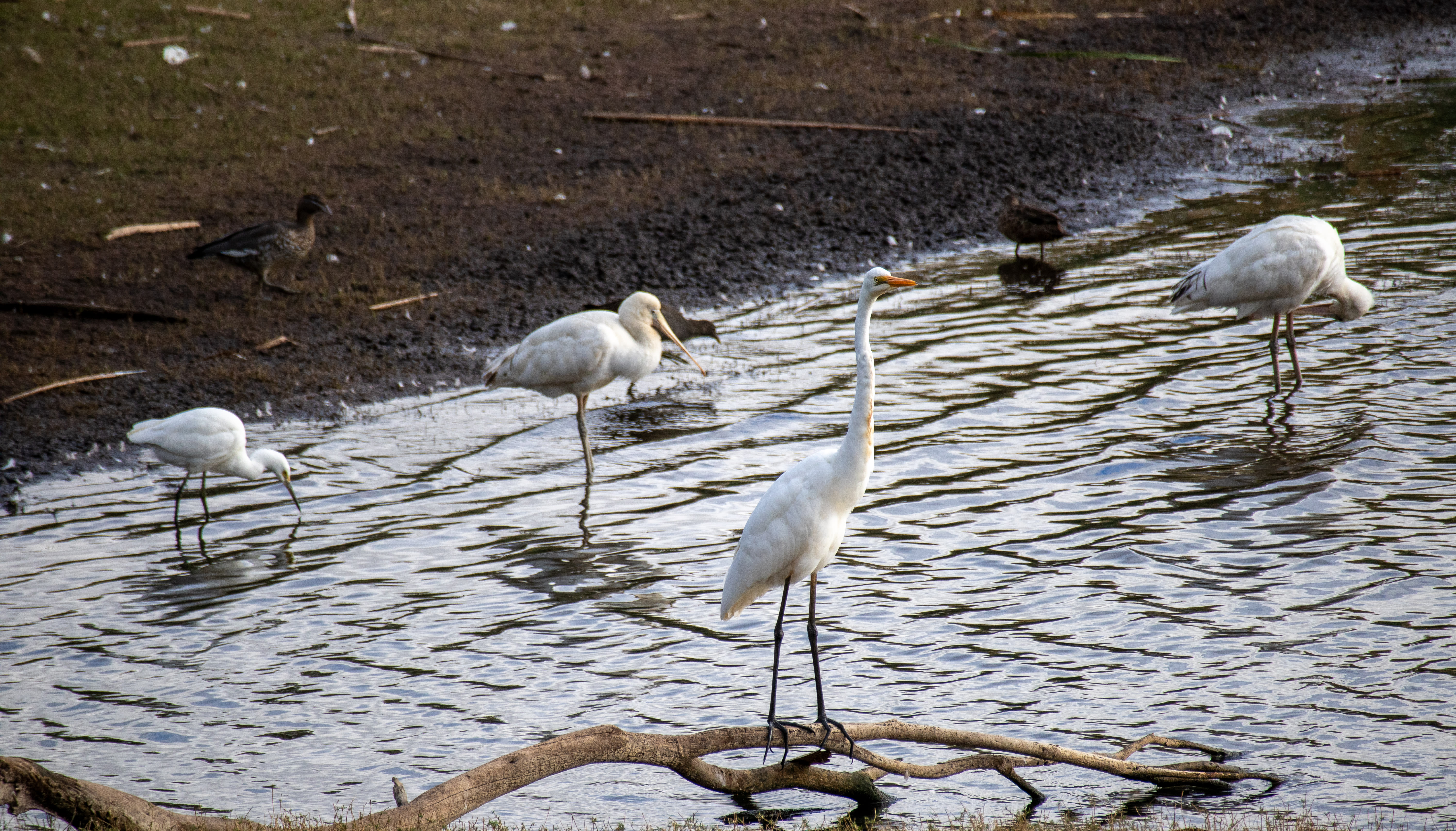 Great egret (Ardea alba modesta) at Lake Gwelup Nature Reserve