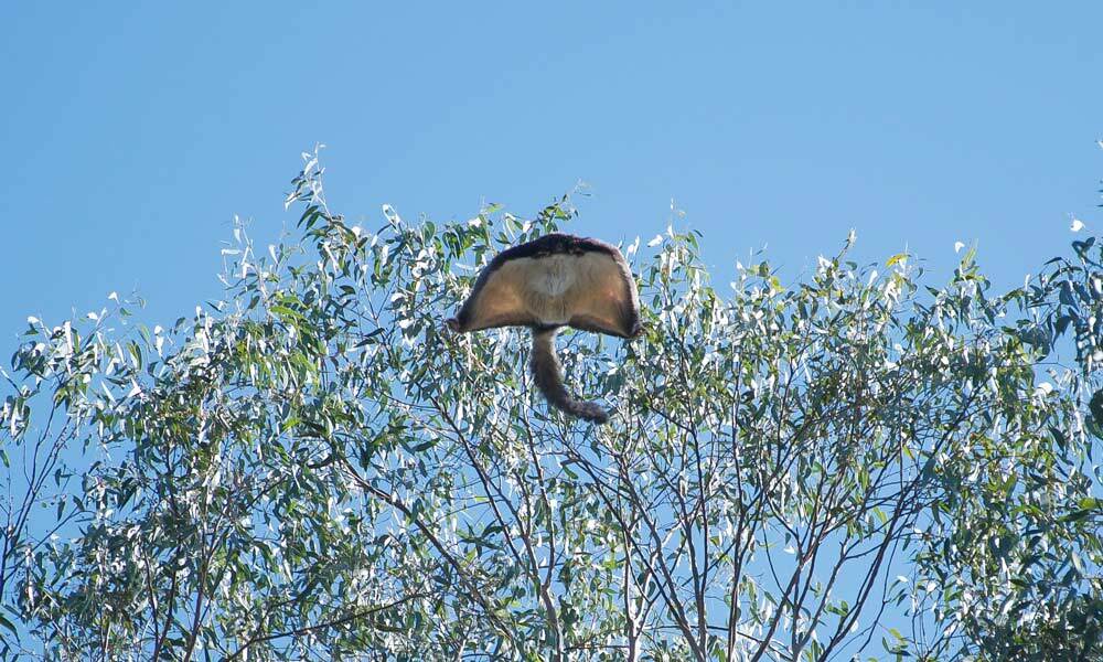 Greater glider (Petauroides volans) gliding in Logan= Queensland