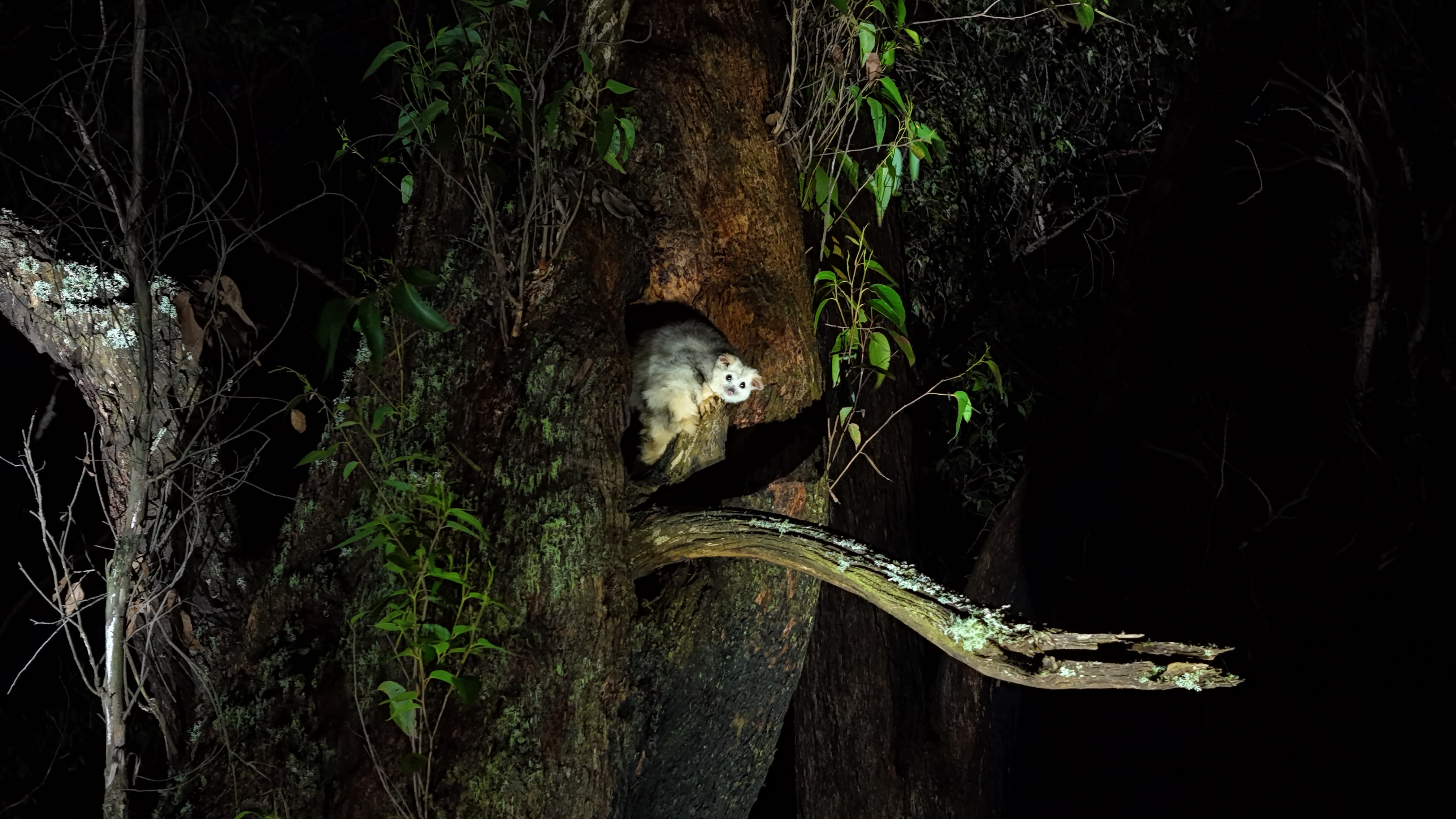 Greater glider in Tallaganda, May 2024.