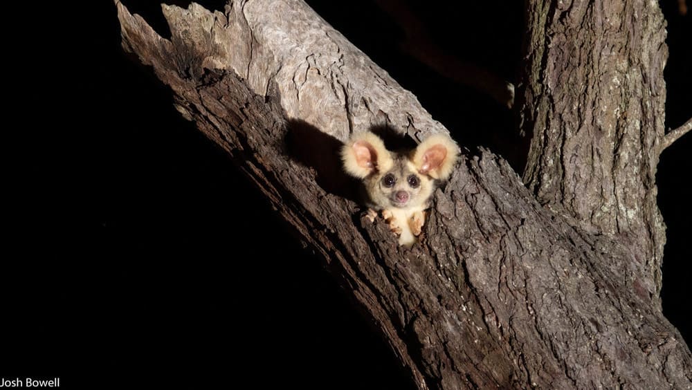 Greater glider in a patch of old-growth forest in Munruben, Logan City, south of Brisbane.